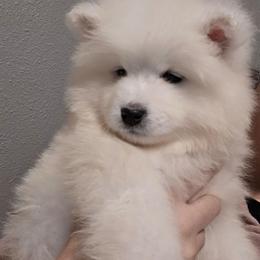 Blue - White male Samoyed puppy in San Antonio, Texas from Hill Country Samoyeds