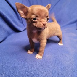 Girl 1 - Chocolate female Chihuahua puppy in Warsaw, Virginia from B&D Chihuahuas