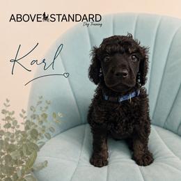 Karl - Phantom male Poodle puppy in Ponce De Leon, Florida from Above the Standard Dogs