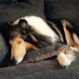 Collies from Vanguard Kennels