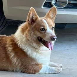 Louie - Pembroke Welsh Corgi