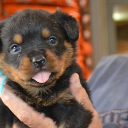 Boy 4 - male Rottweiler puppy in Dawson Springs, Kentucky from Lakeview Rottweilers