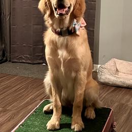 Golden Retriever Puppies from Morgan’s Heart of Gold Retrievers