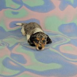 Dachshund Puppies from Newbern's Nuggets