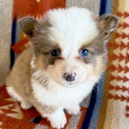 Rufus ready next week - Sable male Pembroke Welsh Corgi puppy in Okeechobee, Florida from HotShot Kennels
