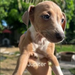Boy 5 - male Italian Greyhound puppy in Southwest Florida, Florida from Woofford Italian Greyhounds