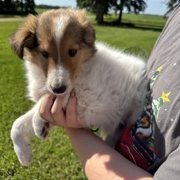 Collie Puppies from Little Apple Collies, Dazey, ND
