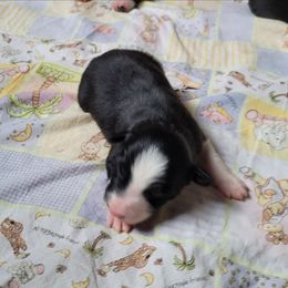 Jetty - Black and white male Border Collie puppy in Morgan, Texas from Shooting Star Ranch
