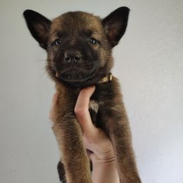 Boy 6 - Fawn sable male Belgian Malinois puppy in Marshall, Michigan from Dream K9