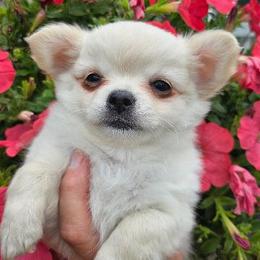 AKC GCHB SIRED GLACIER IN MAINE 3000.00 - Cream male Chihuahua puppy in Newport, Maine from Pinewood Acres Chihuahuas
