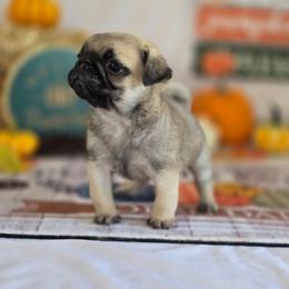 Scamper - Fawn male Pug puppy in Arthur, Illinois from Perfect Pugs