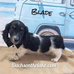 Blade  2000 - Black male Dachshund puppy in Grove, Oklahoma from Dachs on the lake
