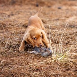 English Cocker Spaniel Puppies from SunSage Sporting Dogs