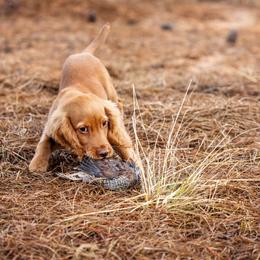English Cocker Spaniel Puppies from SunSage Sporting Dogs