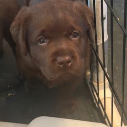 Pink collar - Chocolate female Labrador Retriever puppy in Fitchburg, Massachusetts from Sunny Hill Farm Labradors