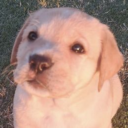 Labrador Retrievers from Shekinah Labradors