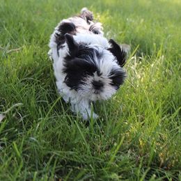 Boy 1 - Gold and white male Shih Tzu puppy in Craig, Colorado from Rocky Mountain Shih Tzus and Dry Creek Miniature Dachshunds