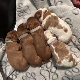 Cavalier King Charles Spaniel puppies from Crosby's Cavaliers