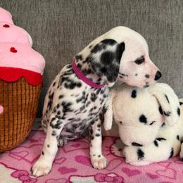 Star - White and black female Dalmatian puppy in Newfoundland, Pennsylvania from Poconopaws