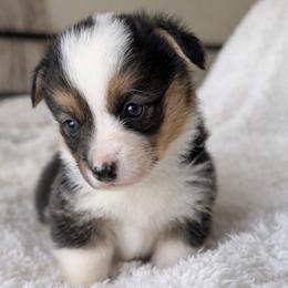 Eleanor - Black and tan female Pembroke Welsh Corgi puppy in Beggs, Oklahoma from Blue Diamond Corgi’s