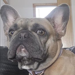 French Bulldogs from Sein Sollen