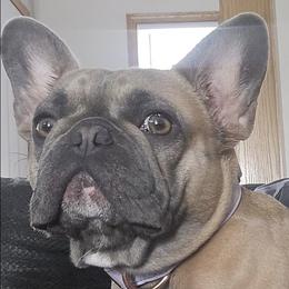French Bulldogs from Sein Sollen