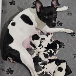 Rat Terrier Puppies from Cryptic Rat Terriers