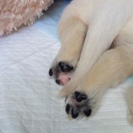 Golden Retriever Puppies from Carolyn Maddux's Golden Retrievers