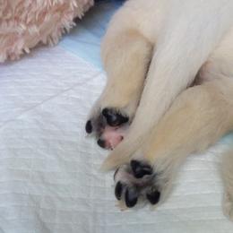 Golden Retriever Puppies from Carolyn Maddux's Golden Retrievers