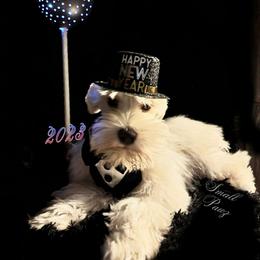 Electro - Miniature Schnauzer