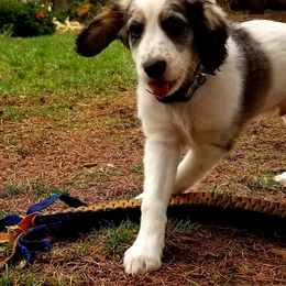 Companion Cross Puppies from Mandala Dogs