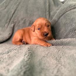 Salsa - Red collar - Dark golden female Golden Retriever puppy in Eustis, Florida from Earley Goldens