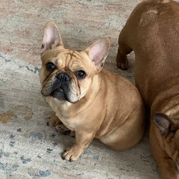 Griffin - French Bulldog