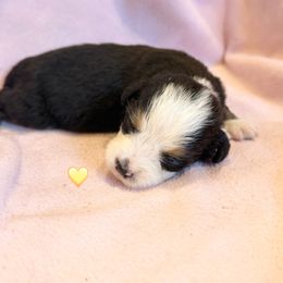 Yellow girl - Black rust and white female Bernese Mountain Dog puppy in Blacksburg, Virginia from Blacksburg Berners