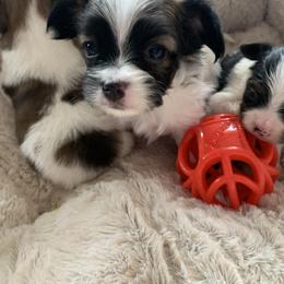 Papillon Puppies from A Breed Apart Papillons