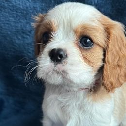 Cavalier King Charles Spaniels and Cavapoos from Country Cavapoos