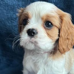 Cavalier King Charles Spaniels and Cavapoos from Country Cavapoos