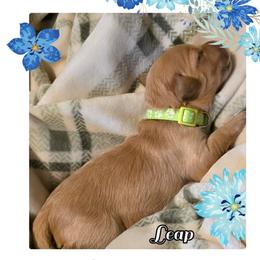 Leap (lime green collar) - Apricot male Goldendoodle puppy in Richmond, Virginia from Highland Grove Doodles, LLC