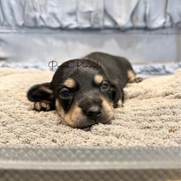 Sky - Black and cream female Dachshund puppy in Anderson, Alabama from Pasek Kennels