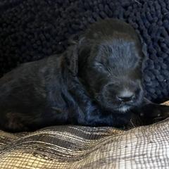 Puppy 2 - Black male Whoodle puppy in Corinth, Maine from Whoodles of Maine