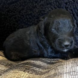 Puppy 2 - Black male Whoodle puppy in Corinth, Maine from Whoodles of Maine