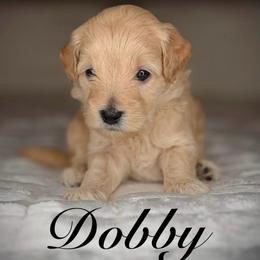 Dobby (Orange Collar) - Cream male Goldendoodle puppy in Portland, Oregon from Smith Family Doodles