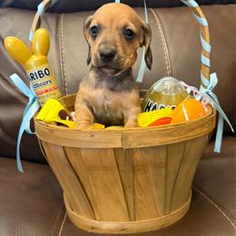 AKC 'Wyatt Earp' - Cream male Dachshund puppy in Joshua Tree, California from Desert Dreams Ranch