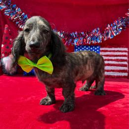 Hugo - Brindle male Dachshund puppy in Lincoln, Arkansas from Red Dirt Dachshunds