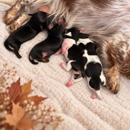 Pip - Black and tan male Dachshund puppy in Riverton, Wyoming from Wild Rose Ridge Doxies
