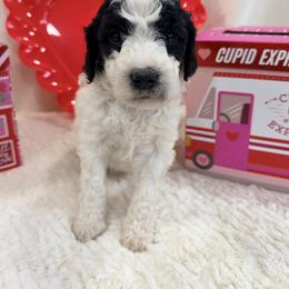 Muffin - Black and white female Bernedoodle puppy in Silver Lake, Indiana from ‘Mut’zger Doodles