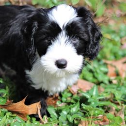 Australian Labradoodle Puppies from Mandevilla Labradoodles