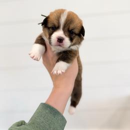 Robert - Green - Red male Pembroke Welsh Corgi puppy in Milan, Georgia from Williams’ Welsh Corgis LLC