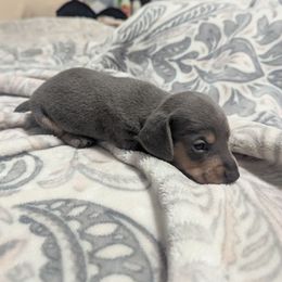 Mole' - Blue and tan male Dachshund puppy in Spring Hope, North Carolina from Hogan’s Lowrider Hounds