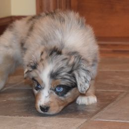 Australian Shepherd Puppies from Maggie Withers' Australian Shepherds